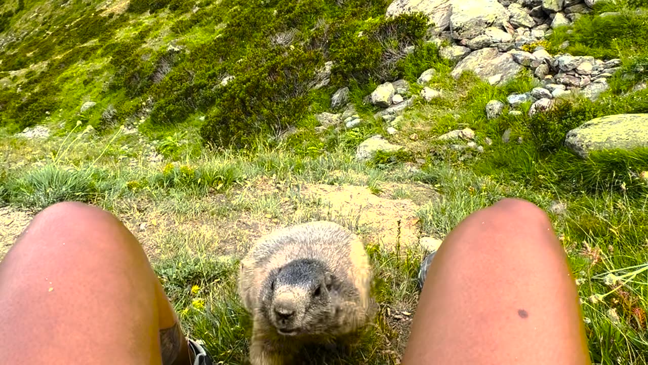 Wild Marmot Climbs Swiss Mountain Hiker