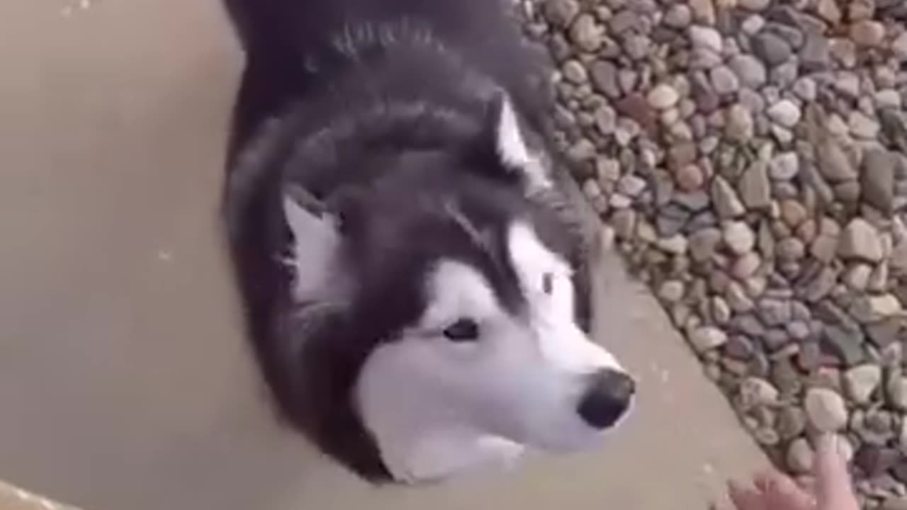 Delivery Guy Plays With Cute Husky And Gives Him Treat.