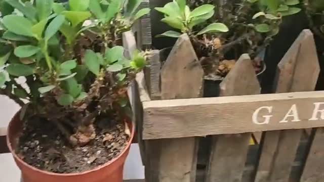 Evergreen in a flowerpot
