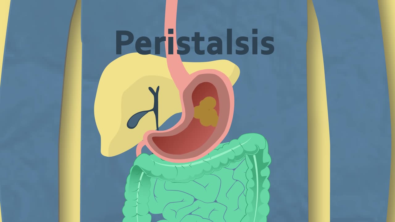 What Does The Stomach Do | Physiology | Biology