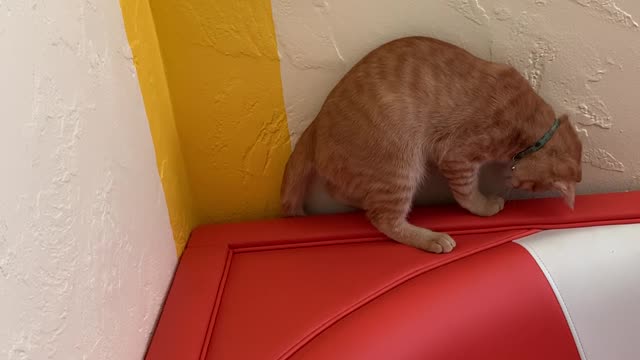 Disappearing Tail Keeps Kitty Entertained