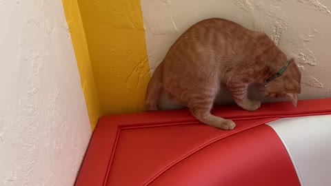 Disappearing Tail Keeps Kitty Entertained