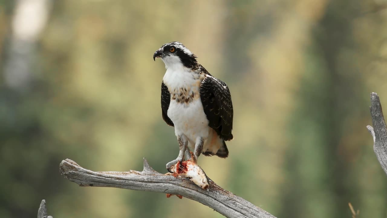 Osprey on Lunch-Break