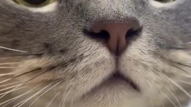 THIS IS A MUST WATCH (CUTE CAT)