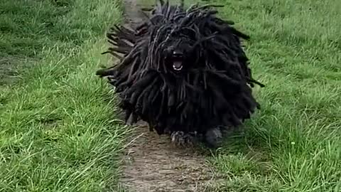 Wyd if this dog starts charging at you