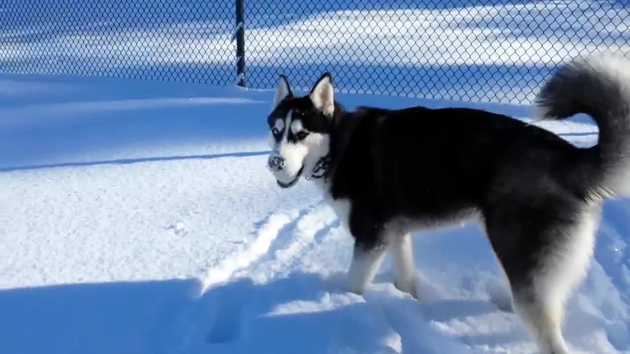 Siberian Husky olfatea su pelota favorita en la profundidad de la nieve