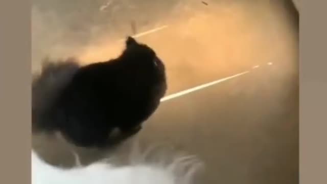 Dog compilation 🐕