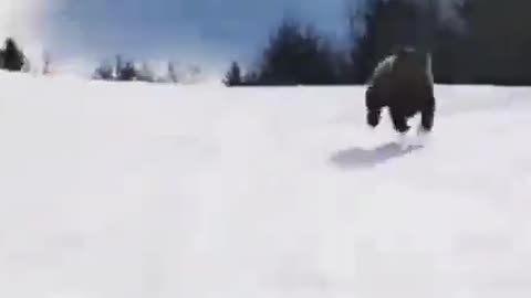 Bear Chasing Skier