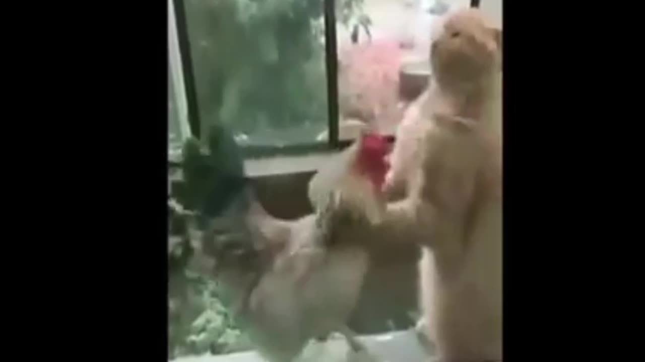 Funny Clip part 4, Friendly fight between Cat VS Chicken