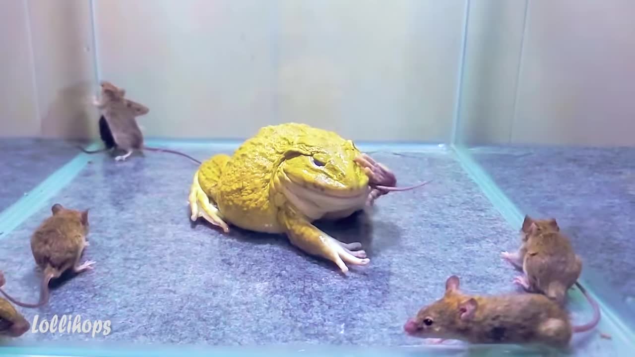 Asian Bullfrog with many mouse! (Asian Bullfrog Live Feeding)