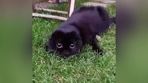 Dangerous hunter cat