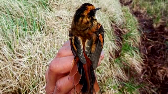 Scientists find new bird species in Chile