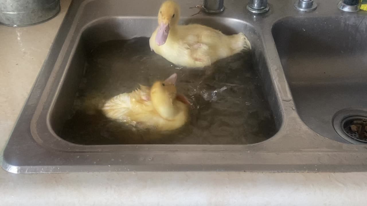 Fuzzy dishes