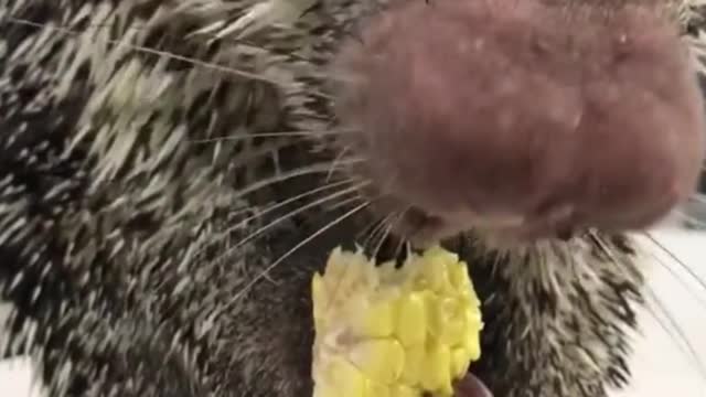 Is this little guy eating corn a hedgehog?