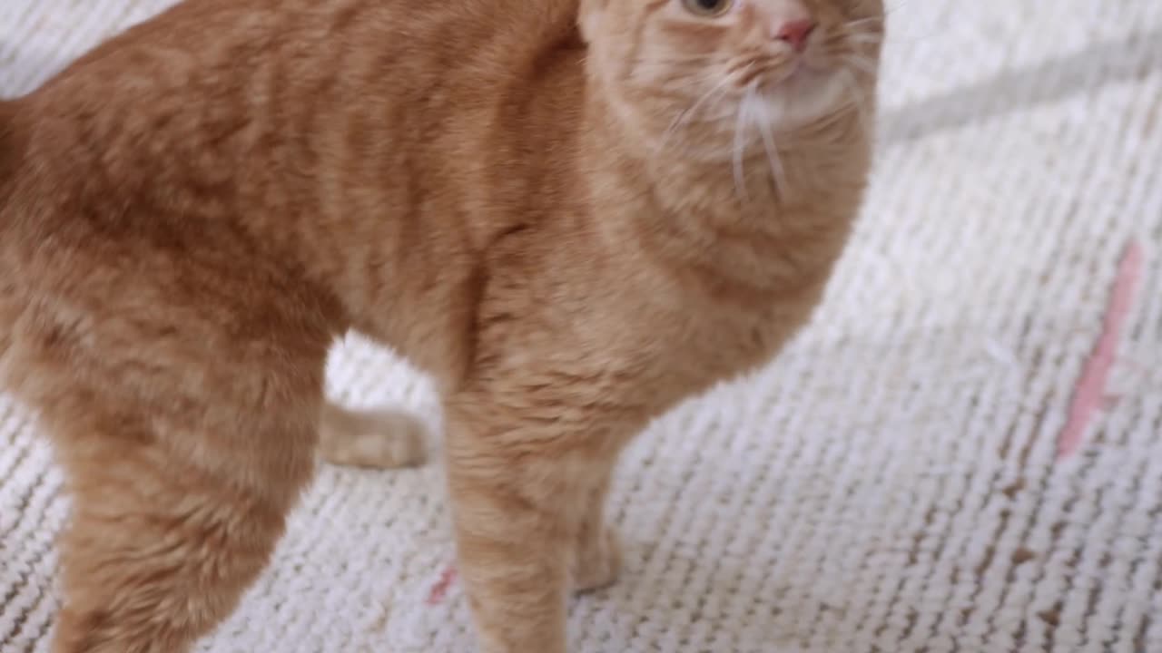 Funny cat video