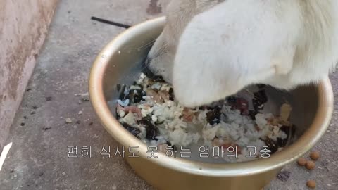 25일차 풍산개 씩씩이 들이 이유식을 시작 했어요젖과 이유식 쟁탈전