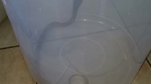 Live-Cape Cobra cuaght inside Home