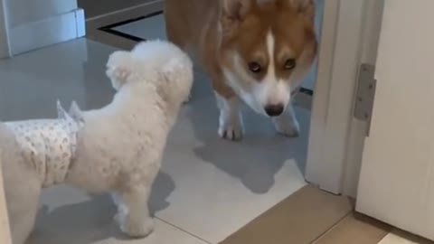 annoying dog