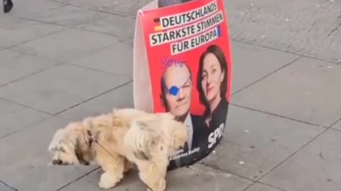 European Parliament election day.