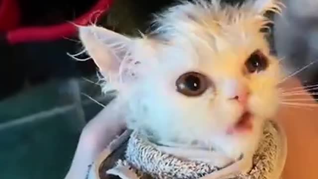My Cute Kitten Cat Really Like to Bathing 🛁🐱🚿 _ Funny Cute Cats Videos