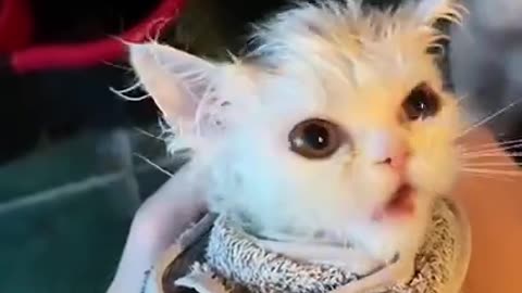 My Cute Kitten Cat Really Like to Bathing 🛁🐱🚿 _ Funny Cute Cats Videos
