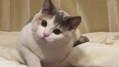 Cute Cat