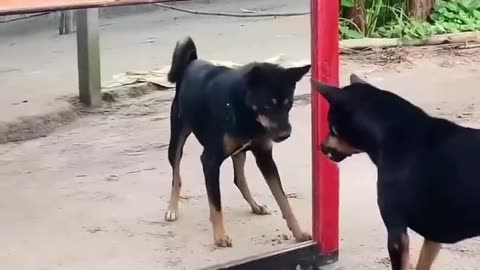 Funny Videos of Animals acting like Humans