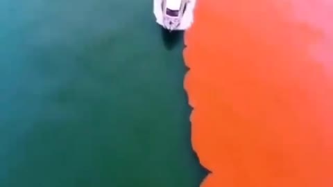 This is a beautiful and charming water-dwelling species