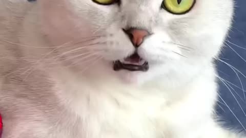 Funniest cat video😂🤣