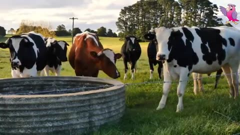 Cow video for kids