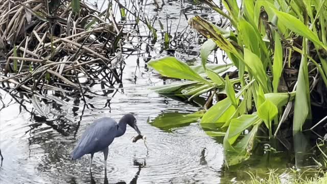 Little Blue Heron Eating a Frog #fyp #dolbyvision #hdr #4k #4kvideo