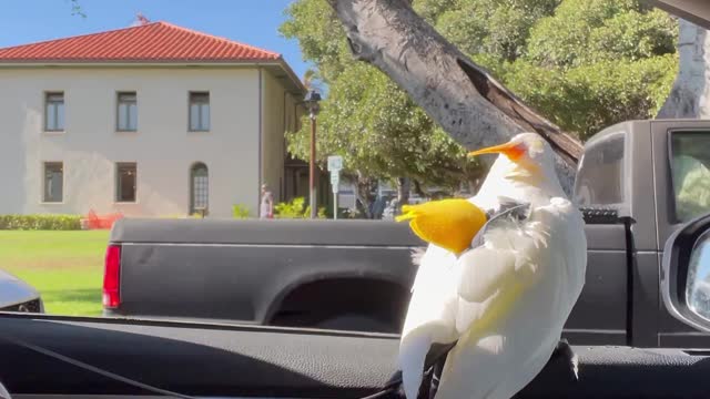 Koko the Bird Laughs at a Lady While Passing By