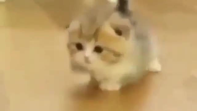 cute and adorable baby cat🥰