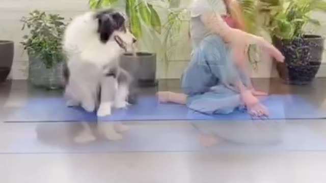 Dog funny video