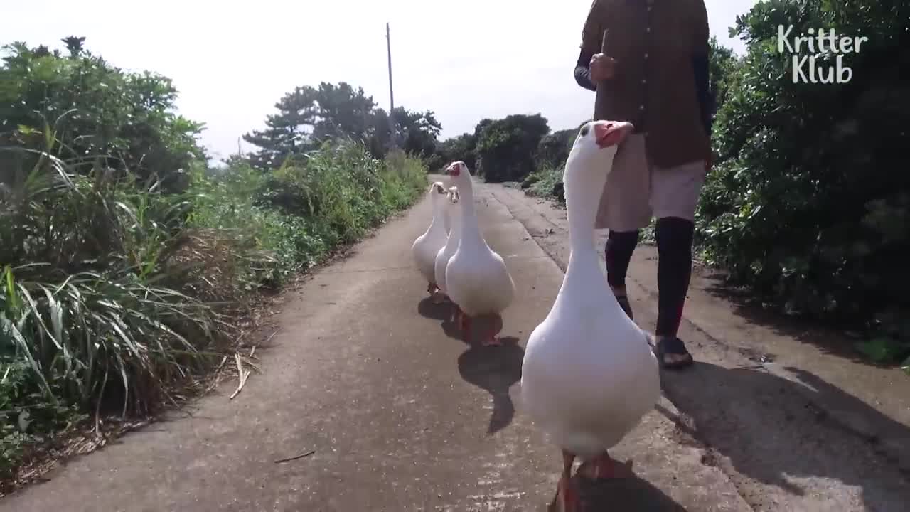 The Four Loyal Geese On Guard For A Grandmother _ Kritter Klub