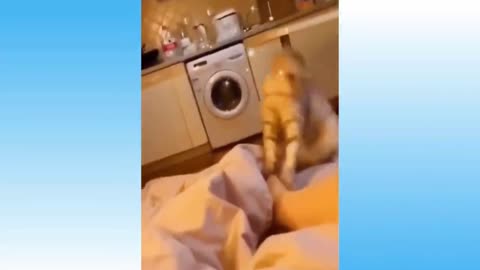 Funny and Cute Cat's Life 👯😺 Cats and Owners are the best friends Videos