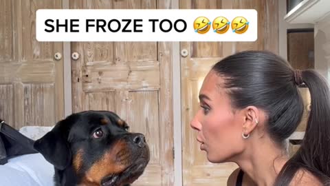 Freeze and see your dog's reaction 😂