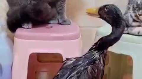 Animals behavior