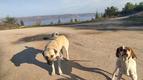 Bursa İnegöl #dogs #Love #mountain #bike #walk 1