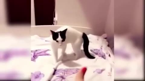 FUNNY CAT