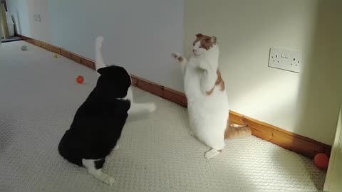 Cats Play Fighting (Compilation)