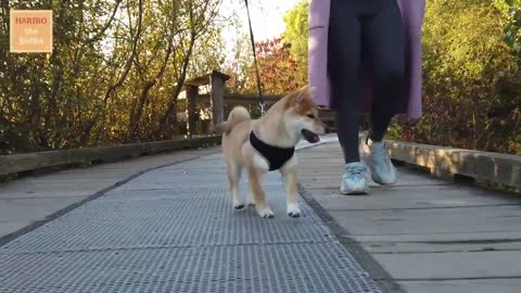 Shiba Inu from Puppy to Adult (8 weeks to 1 year)