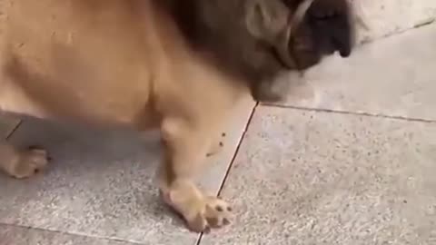 funny dog