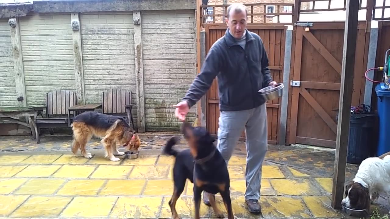 Aggressive Rottweiler being handfed - Dog Training