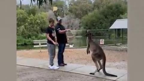Crazy Kangaroo