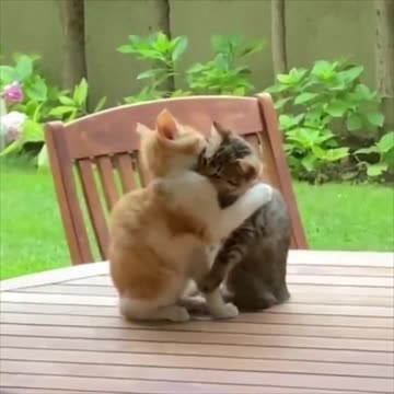 Cats consoling each other through hugs