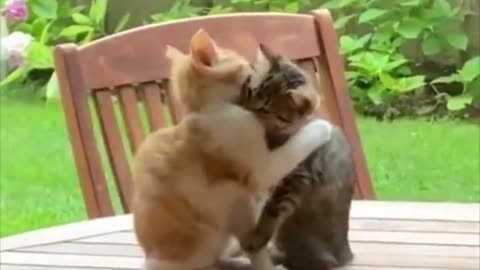 Cats consoling each other through hugs