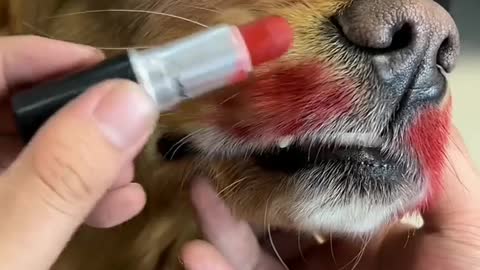 After three years of studying beauty makeup, the dog is blessed