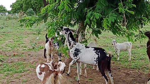 Goat 🐐 with group in Ektara village