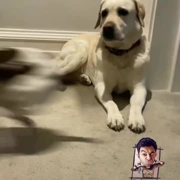 "A playful pup's mischief: A mother's patience tested"